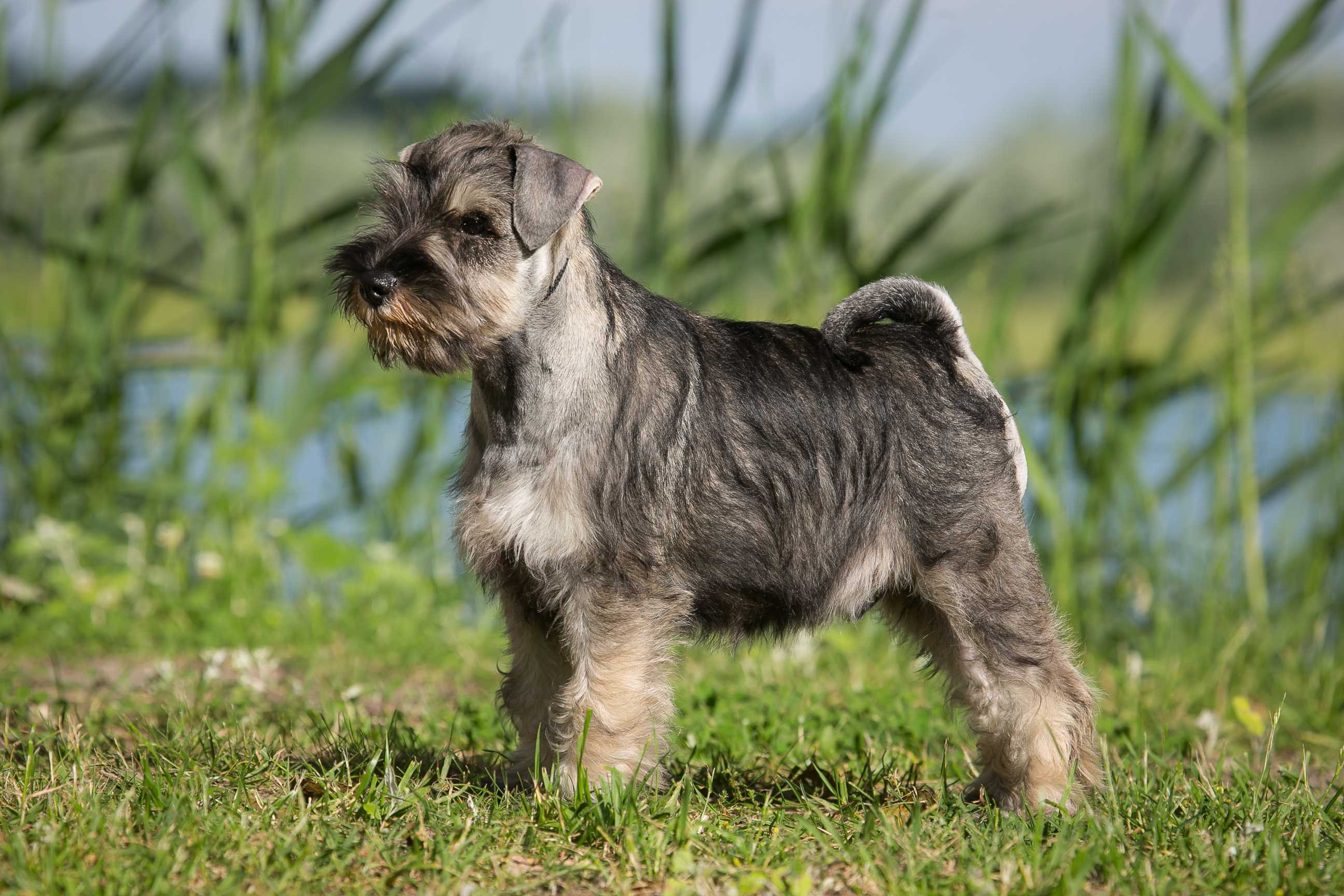 Eladó schnauzer kölyök